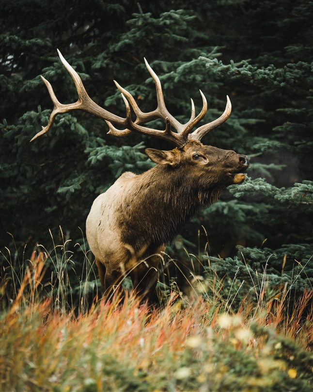 Elk