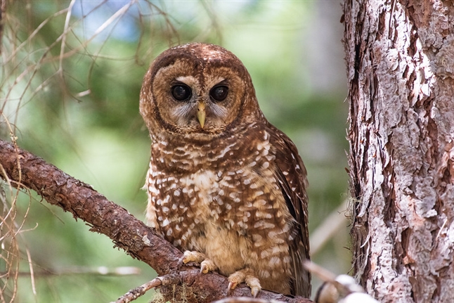 Spotted owl