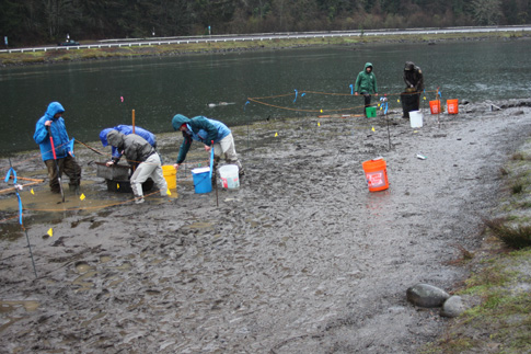 Biologists recover juvenile lamprey from the silt of of a receding Leaburg Lake