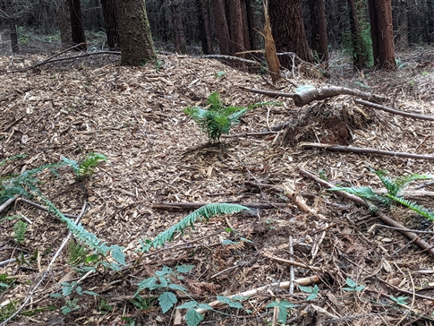 Sue's property on Deerhorn road near Walterville