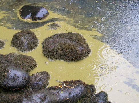 Algae bloom at Cougar Reservoir