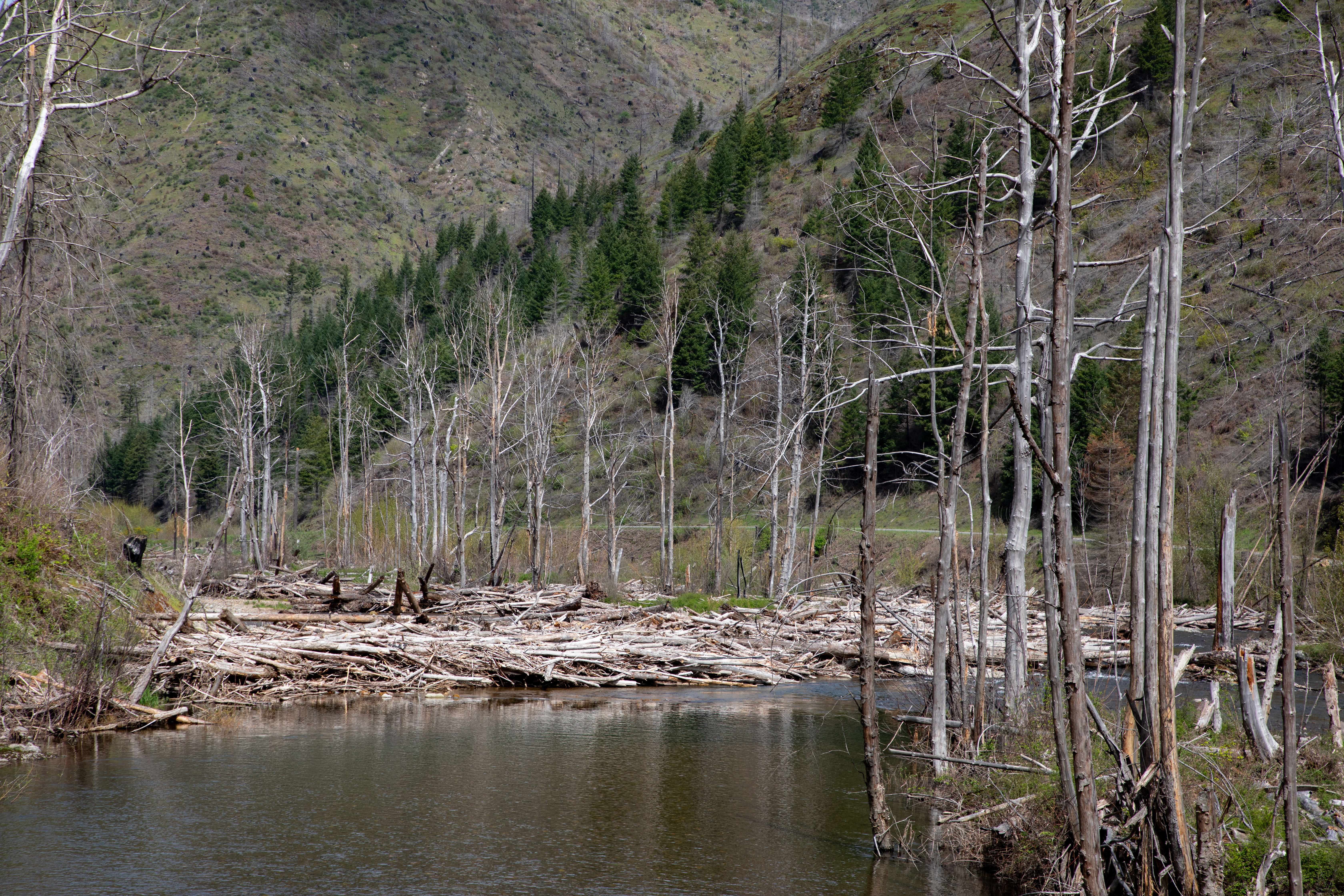 McKenzie River with bare trees and debris from fire damage. Hills in background with mix of evergreens and tree stumps.