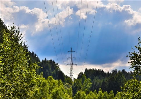 power lines in forest