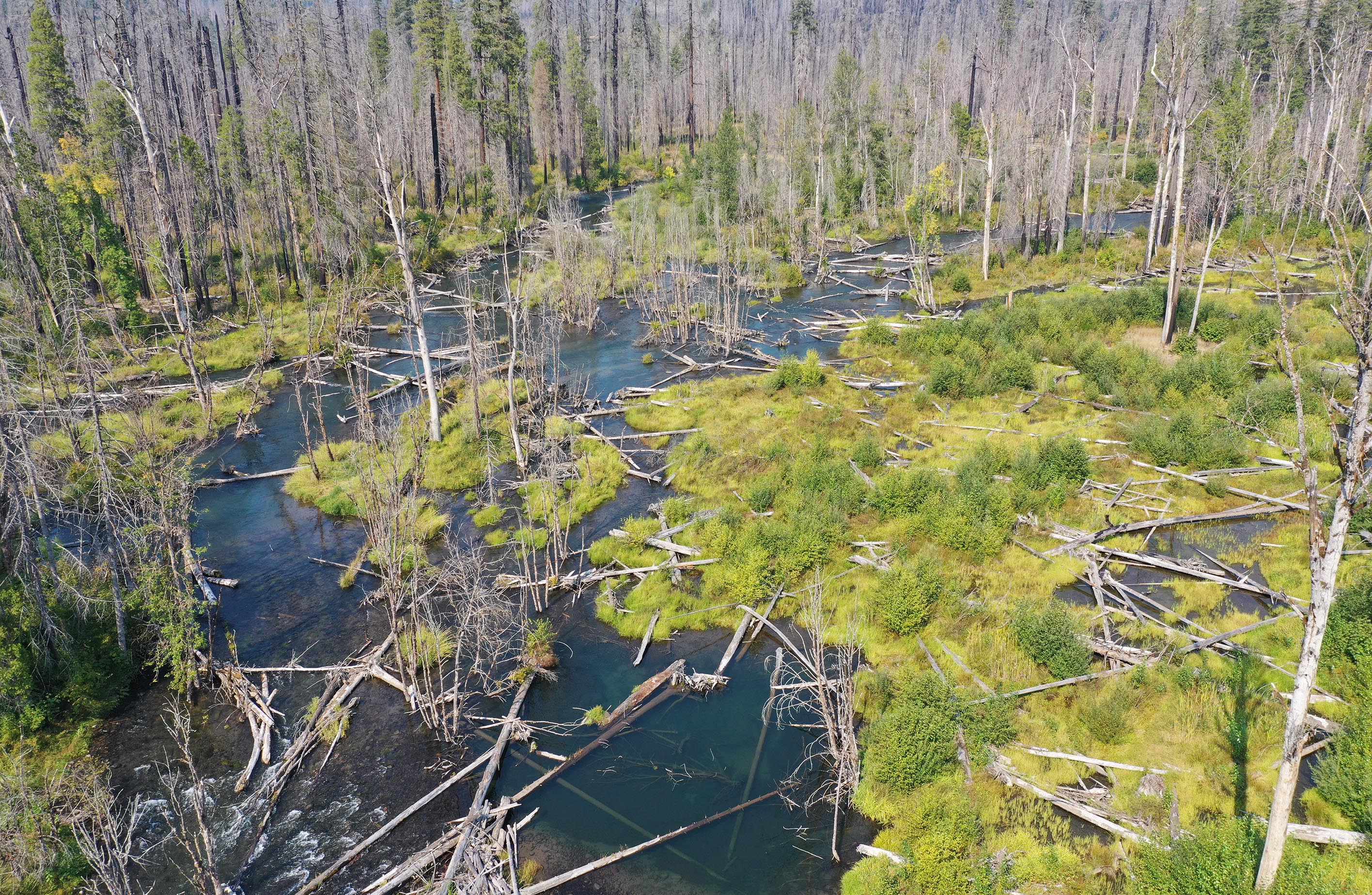 A river channel has large woody debris and meanders through the South Fork Phase 2 Project Area