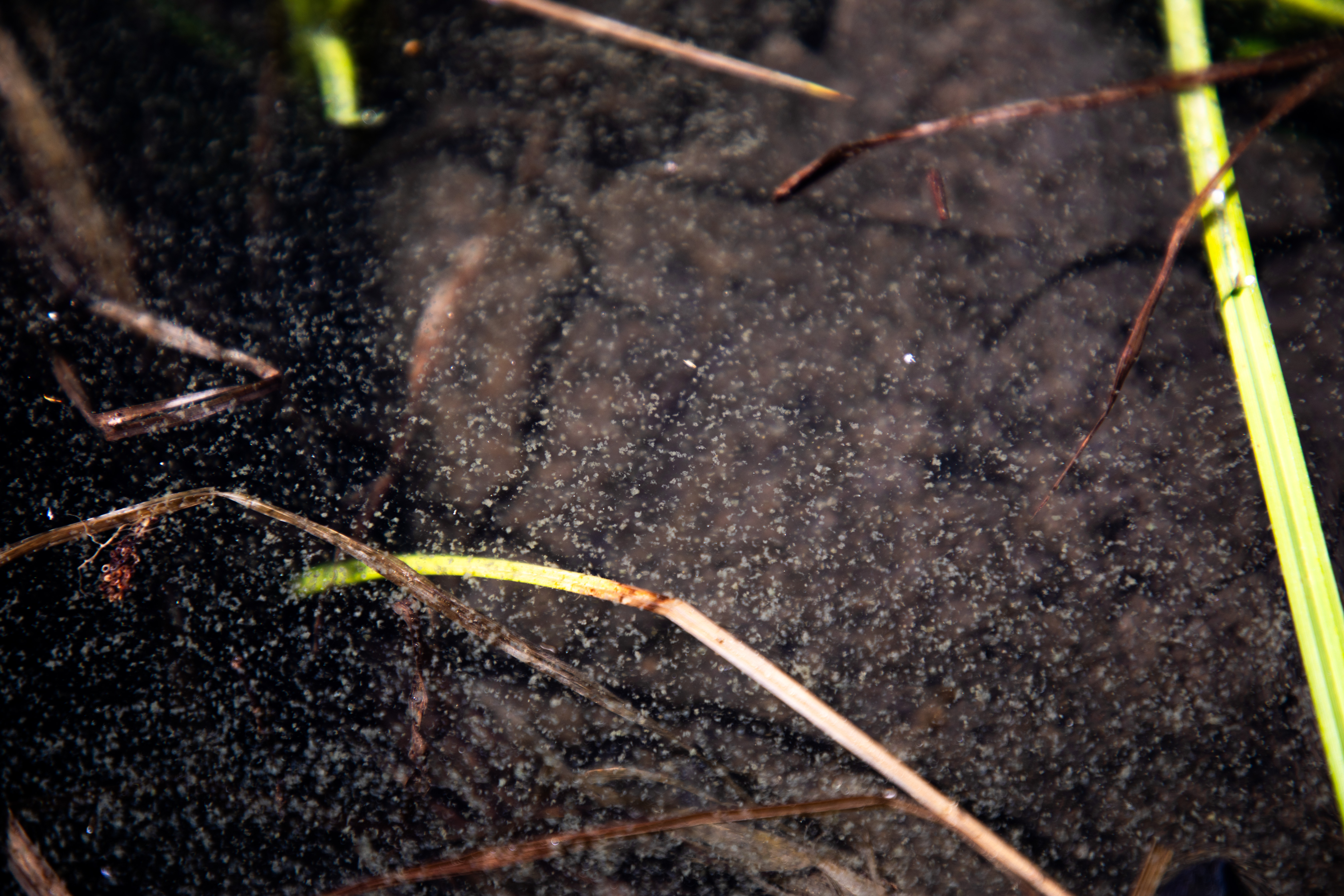 Gloeotrichia algae among the grasses on the shores of Blue River Reservoir