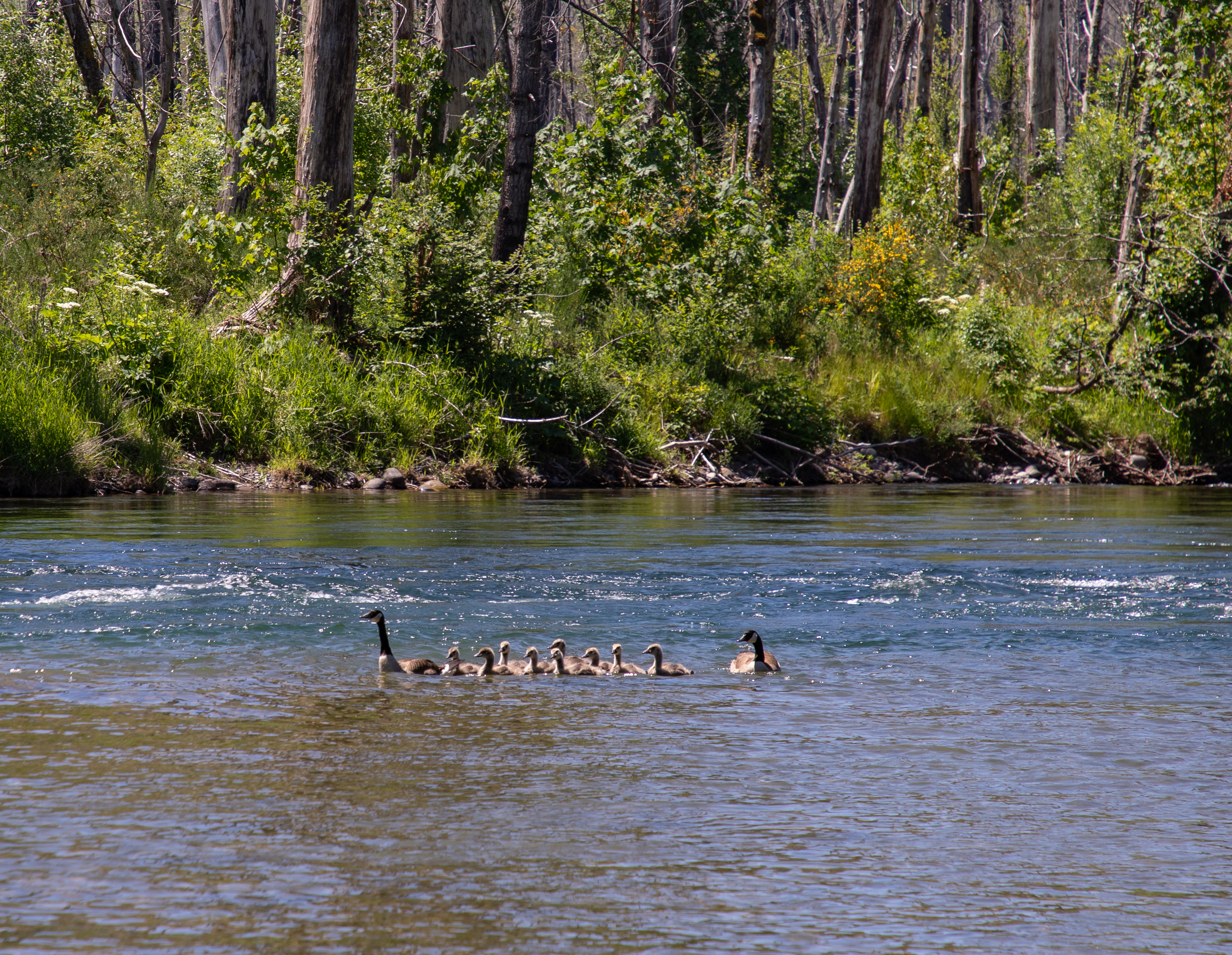 Canada Geese swim by