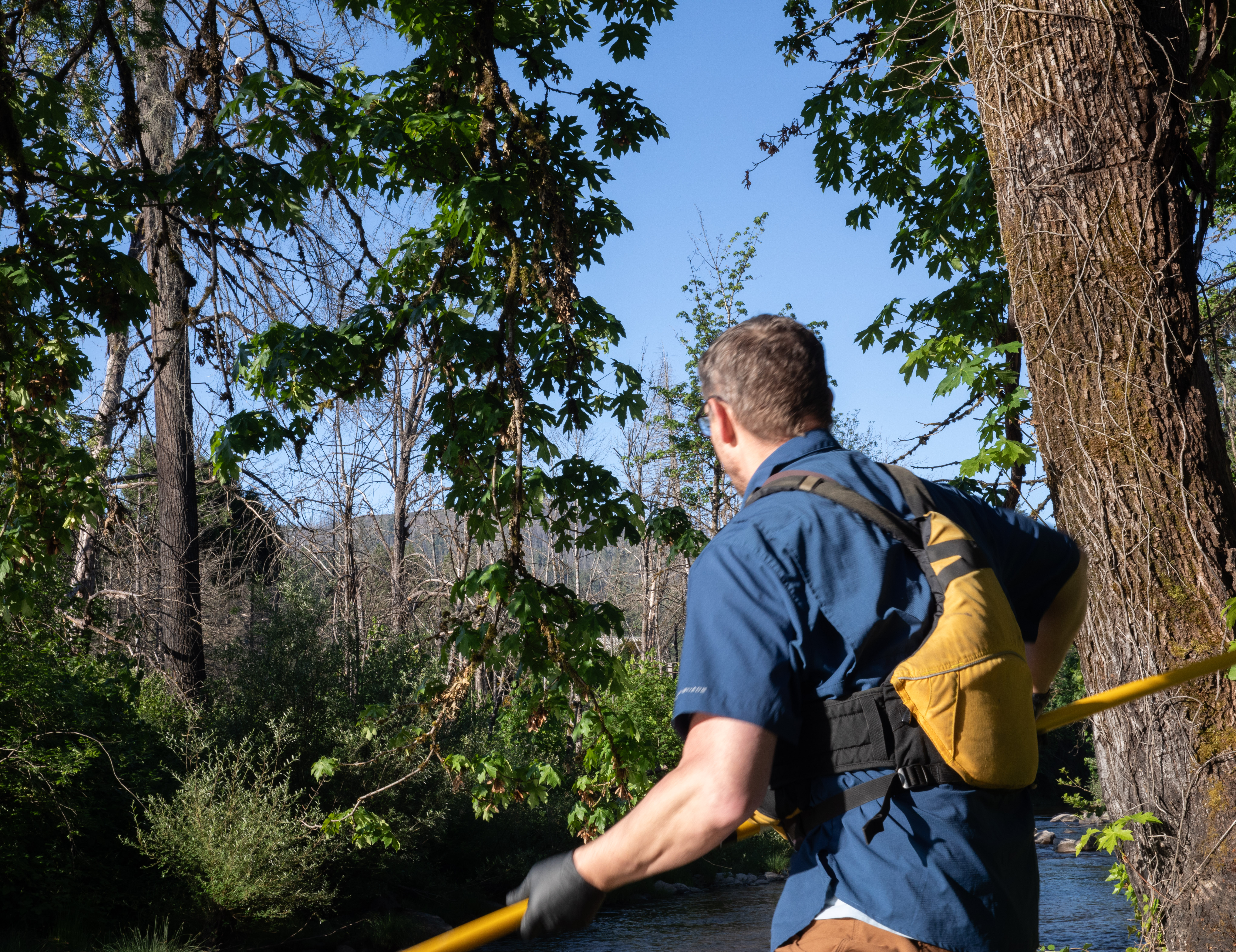 Bald Eagle watches Donahue collect water quality samples at Gate Creek