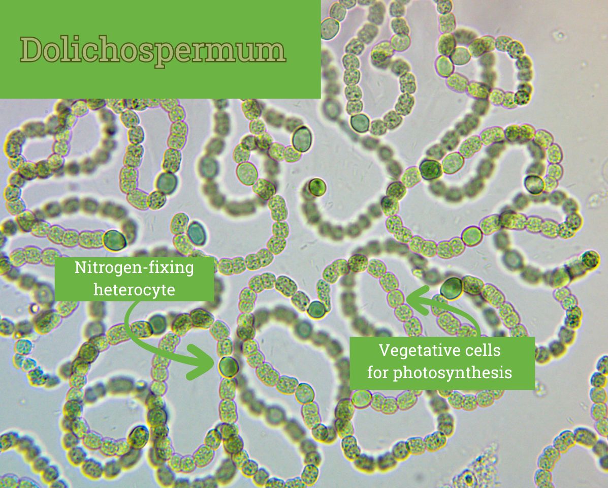 Dolichospermum cyanobacteria
