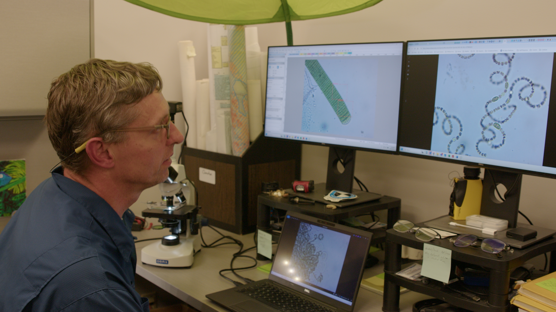 Donahue looks at a Oscillatoria algae under a microscope