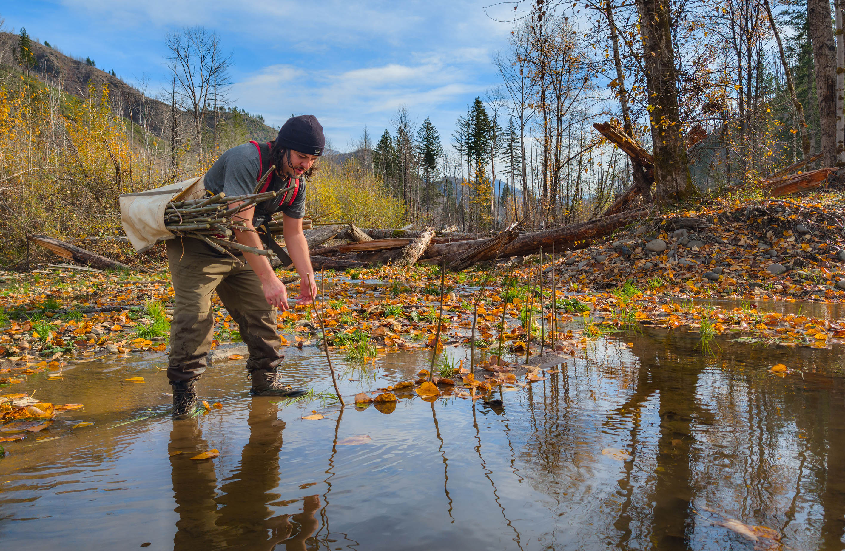 McKenzie Watershed Council's Joseph Ycaza plants willows in Quartz Creek 